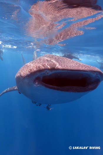 requin baleine à Madagascar